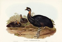 One-carunculated Cassowary (Casuarius uniappendiculatus) illustrated by Elizabeth Gould (1804&ndash;1841) for John Gould&rsquo;s (1804-1881) Birds of Australia (1972 Edition, 8 volumes). Digitally enhanced from our own facsimile book (1972 Edition, 8 volumes).