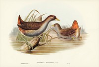 Rufous-vented Gallinule (Gallinula ruficrissa) illustrated by <a href="https://www.rawpixel.com/search/Elizabeth%20Gould?">Elizabeth Gould</a> (1804&ndash;1841) for <a href="https://www.rawpixel.com/search/John%20Gould?">John Gould</a>&rsquo;s (1804-1881) Birds of Australia (1972 Edition, 8 volumes). Digitally enhanced from our own facsimile book (1972 Edition, 8 volumes).