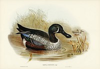 Variegated Shoveller (Spatula Variegata) illustrated by <a href="https://www.rawpixel.com/search/Elizabeth%20Gould?&amp;page=1">Elizabeth Gould</a> (1804&ndash;1841) for <a href="https://www.rawpixel.com/search/John%20Gould?">John Gould</a>&rsquo;s (1804-1881) Birds of Australia (1972 Edition, 8 volumes). Digitally enhanced from our own facsimile book (1972 Edition, 8 volumes).