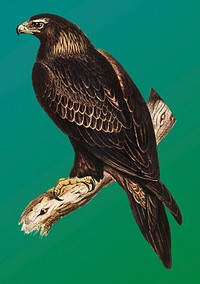 Vintage Illustration of Wedge-tailed Eagle.
