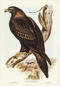 Wedge-tailed Eagle (Aquila focosa) illustrated by <a href="https://www.rawpixel.com/search/Elizabeth%20Gould?&amp;page=1">Elizabeth Gould</a> (1804&ndash;1841) for <a href="https://www.rawpixel.com/search/John%20Gould?">John Gould</a>&rsquo;s (1804-1881) Birds of Australia (1972 Edition, 8 volumes). Digitally enhanced from our own facsimile book (1972 Edition, 8 volumes).