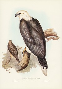 White-bellied Sea Eagle (Ichthyiaetus leucosternus) illustrated by Elizabeth Gould (1804&ndash;1841) for John Gould&rsquo;s (1804-1881) Birds of Australia (1972 Edition, 8 volumes). Digitally enhanced from our own facsimile book (1972 Edition, 8 volumes).