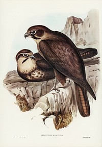 Brown Hawk (Ieracidea Berigora) illustrated by <a href="https://www.rawpixel.com/search/Elizabeth%20Gould?&amp;page=1">Elizabeth Gould</a> (1804&ndash;1841) for <a href="https://www.rawpixel.com/search/John%20Gould?">John Gould</a>&rsquo;s (1804-1881) Birds of Australia (1972 Edition, 8 volumes). Digitally enhanced from our own facsimile book (1972 Edition, 8 volumes).