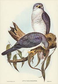 New Holland Goshawk (Astur Nova-Hollandix) illustrated by <a href="https://www.rawpixel.com/search/Elizabeth%20Gould?&amp;page=1">Elizabeth Gould</a> (1804&ndash;1841) for <a href="https://www.rawpixel.com/search/John%20Gould?">John Gould</a>&rsquo;s (1804-1881) Birds of Australia (1972 Edition, 8 volumes). Digitally enhanced from our own facsimile book (1972 Edition, 8 volumes).
