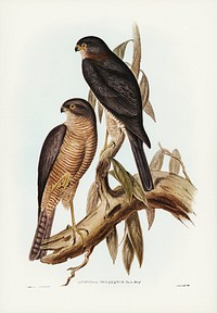 Collaed Sparrow Hawk (Accipter torquatus) illustrated by <a href="https://www.rawpixel.com/search/Elizabeth%20Gould?&amp;page=1">Elizabeth Gould </a>(1804&ndash;1841) for <a href="https://www.rawpixel.com/search/John%20Gould?">John Gould</a>&rsquo;s (1804-1881) Birds of Australia (1972 Edition, 8 volumes). Digitally enhanced from our own facsimile book (1972 Edition, 8 volumes).