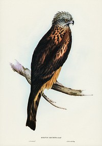 Square-tailed Kite (Milvus insures) illustrated by <a href="https://www.rawpixel.com/search/Elizabeth%20Gould?&amp;page=1">Elizabeth Gould</a> (1804&ndash;1841) for <a href="https://www.rawpixel.com/search/John%20Gould?">John Gould</a>&rsquo;s (1804-1881) Birds of Australia (1972 Edition, 8 volumes). Digitally enhanced from our own facsimile book (1972 Edition, 8 volumes).
