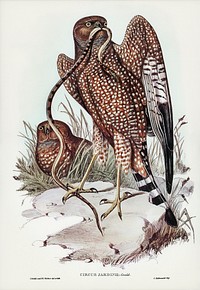 Square-tailed kite (Circus jardinii) illustrated by Elizabeth Gould (1804&ndash;1841) for John Gould&rsquo;s (1804-1881) Birds of Australia (1972 Edition, 8 volumes). Digitally enhanced from our own facsimile book (1972 Edition, 8 volumes).