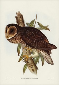 Sooty Owl (Strix tenebricosus, Gould) illustrated by <a href="https://www.rawpixel.com/search/Elizabeth%20Gould?&amp;page=1">Elizabeth Gould</a> (1804&ndash;1841) for <a href="https://www.rawpixel.com/search/John%20Gould?">John Gould</a>&rsquo;s (1804-1881) Birds of Australia (1972 Edition, 8 volumes). Digitally enhanced from our own facsimile book (1972 Edition, 8 volumes).