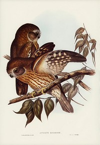 Boobook Owl (Athene boobook) illustrated by <a href="https://www.rawpixel.com/search/Elizabeth%20Gould?&amp;page=1">Elizabeth Gould</a> (1804&ndash;1841) for <a href="https://www.rawpixel.com/search/John%20Gould?">John Gould</a>&rsquo;s (1804-1881) Birds of Australia (1972 Edition, 8 volumes). Digitally enhanced from our own facsimile book (1972 Edition, 8 volumes).