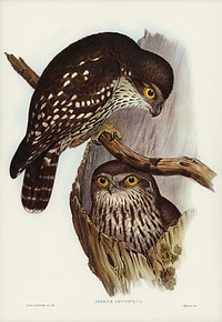 Winking Owl (Athene connivers) illustrated by Elizabeth Gould (1804–1841) for John Gould’s (1804-1881) Birds of Australia (1972 Edition, 8 volumes). Digitally enhanced from our own facsimile book (1972 Edition, 8 volumes).