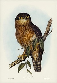 Rufous Owl (Athene rufa) illustrated by <a href="https://www.rawpixel.com/search/Elizabeth%20Gould?&amp;page=1">Elizabeth Gould</a> (1804&ndash;1841) for <a href="https://www.rawpixel.com/search/John%20Gould?">John Gould</a>&rsquo;s (1804-1881) Birds of Australia (1972 Edition, 8 volumes). Digitally enhanced from our own facsimile book (1972 Edition, 8 volumes).