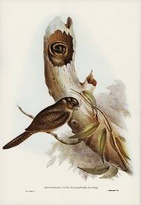 Owlet Nightjar (Aegotheles nova-hollandie) illustrated by <a href="https://www.rawpixel.com/search/Elizabeth%20Gould?&amp;page=1">Elizabeth Gould</a> (1804&ndash;1841) for <a href="https://www.rawpixel.com/search/John%20Gould?">John Gould&rsquo;</a>s (1804-1881) Birds of Australia (1972 Edition, 8 volumes). Digitally enhanced from our own facsimile book (1972 Edition, 8 volumes).