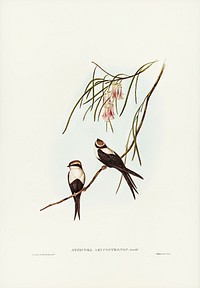 White-breasted Swallow (Atticora leucosternon) illustrated by <a href="https://www.rawpixel.com/search/Elizabeth%20Gould?&amp;page=1">Elizabeth Gould</a> (1804&ndash;1841) for <a href="https://www.rawpixel.com/search/John%20Gould?">John Gould</a>&rsquo;s (1804-1881) Birds of Australia (1972 Edition, 8 volumes). Digitally enhanced from our own facsimile book (1972 Edition, 8 volumes).