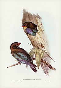 Australian Roller (Eurystomus Australis) illustrated by Elizabeth Gould (1804&ndash;1841) for John Gould&rsquo;s (1804-1881) Birds of Australia (1972 Edition, 8 volumes). Digitally enhanced from our own facsimile book (1972 Edition, 8 volumes).