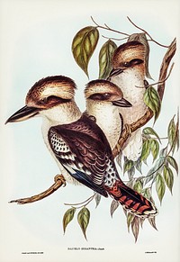 Great Brown Kingfisher (Dacelo gigantic) illustrated by <a href="https://www.rawpixel.com/search/Elizabeth%20Gould?&amp;page=1">Elizabeth Gould</a> (1804&ndash;1841) for <a href="https://www.rawpixel.com/search/John%20Gould?">John Gould</a>&rsquo;s (1804-1881) Birds of Australia (1972 Edition, 8 volumes). Digitally enhanced from our own facsimile book (1972 Edition, 8 volumes).