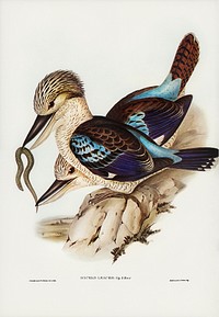 Leach&rsquo;s Kingfisher (Dacelo Leachii) illustrated by Elizabeth Gould (1804&ndash;1841) for John Gould&rsquo;s (1804-1881) Birds of Australia (1972 Edition, 8 volumes). Digitally enhanced from our own facsimile book (1972 Edition, 8 volumes).