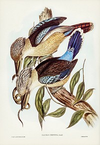 Fawn-breasted Kingfisher (Dacelo corvina) illustrated by<a href="https://www.rawpixel.com/search/Elizabeth%20Gould?&amp;page=1"> Elizabeth Gould</a> (1804&ndash;1841) for <a href="https://www.rawpixel.com/search/John%20Gould?">John Gould</a>&rsquo;s (1804-1881) Birds of Australia (1972 Edition, 8 volumes). Digitally enhanced from our own facsimile book (1972 Edition, 8 volumes).