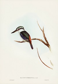 Red-backed Halcyon (Halcyon pyrrhopygia) illustrated by <a href="https://www.rawpixel.com/search/Elizabeth%20Gould?&amp;page=1">Elizabeth Gould</a> (1804&ndash;1841) for <a href="https://www.rawpixel.com/search/John%20Gould?">John Gould</a>&rsquo;s (1804-1881) Birds of Australia (1972 Edition, 8 volumes). Digitally enhanced from our own facsimile book (1972 Edition, 8 volumes).