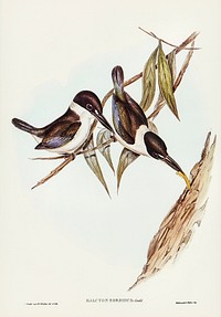 Halcyon sordid (Sordid Halcyon) illustrated by Elizabeth Gould (1804&ndash;1841) for John Gould&rsquo;s (1804-1881) Birds of Australia (1972 Edition, 8 volumes). Digitally enhanced from our own facsimile book (1972 Edition, 8 volumes).
