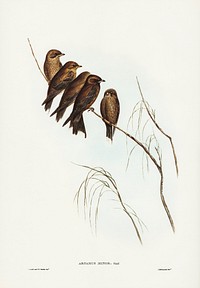 Little Wood Swallow (Artamus minor, Vieill) illustrated by <a href="https://www.rawpixel.com/search/Elizabeth%20Gould?&amp;page=1">Elizabeth Gould</a> (1804&ndash;1841) for <a href="https://www.rawpixel.com/search/John%20Gould?">John Gould</a>&rsquo;s (1804-1881) Birds of Australia (1972 Edition, 8 volumes). Digitally enhanced from our own facsimile book (1972 Edition, 8 volumes).