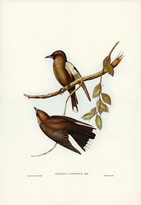 Grey-breasted Wood Swallow (Artamus cinereous) illustrated by <a href="https://www.rawpixel.com/search/Elizabeth%20Gould?&amp;page=1">Elizabeth Gould</a> (1804&ndash;1841) for <a href="https://www.rawpixel.com/search/John%20Gould?">John Gould</a>&rsquo;s (1804-1881) Birds of Australia (1972 Edition, 8 volumes). Digitally enhanced from our own facsimile book (1972 Edition, 8 volumes).