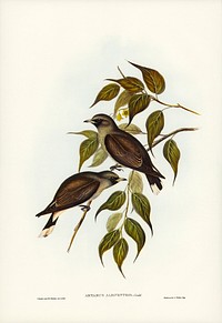 White-vented Wood Swallow (Artamus albiventris) illustrated by <a href="https://www.rawpixel.com/search/Elizabeth%20Gould?&amp;page=1">Elizabeth Gould</a> (1804&ndash;1841) for <a href="https://www.rawpixel.com/search/John%20Gould?">John Gould</a>&rsquo;s (1804-1881) Birds of Australia (1972 Edition, 8 volumes). Digitally enhanced from our own facsimile book (1972 Edition, 8 volumes).