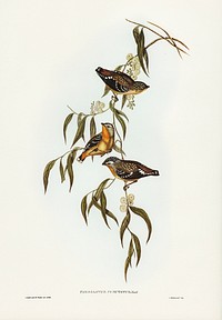 Spotted Pardalote (Pardalotus punctatus) illustrated by <a href="https://www.rawpixel.com/search/Elizabeth%20Gould?&amp;page=1">Elizabeth Gould</a> (1804&ndash;1841) for <a href="https://www.rawpixel.com/search/John%20Gould?">John Gould</a>&rsquo;s (1804-1881) Birds of Australia (1972 Edition, 8 volumes). Digitally enhanced from our own facsimile book (1972 Edition, 8 volumes).
