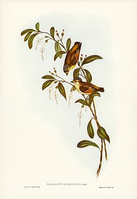 Red-lored Pardalote (Pardalotus rubricatus) illustrated by <a href="https://www.rawpixel.com/search/Elizabeth%20Gould?&amp;page=1">Elizabeth Gould</a> (1804&ndash;1841) for <a href="https://www.rawpixel.com/search/John%20Gould?">John Gould</a>&rsquo;s (1804-1881) Birds of Australia (1972 Edition, 8 volumes). Digitally enhanced from our own facsimile book (1972 Edition, 8 volumes).