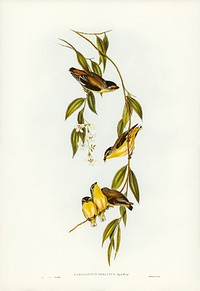Striated Pardalote (Pardalotus striatus) illustrated by <a href="https://www.rawpixel.com/search/Elizabeth%20Gould?&amp;page=1">Elizabeth Gould</a> (1804&ndash;1841) for<a href="https://www.rawpixel.com/search/John%20Gould?"> John Gould</a>&rsquo;s (1804-1881) Birds of Australia (1972 Edition, 8 volumes). Digitally enhanced from our own facsimile book (1972 Edition, 8 volumes).
