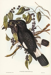 Great Crow-Shrike (Strepera graculina) illustrated by <a href="https://www.rawpixel.com/search/Elizabeth%20Gould?&amp;page=1">Elizabeth Gould</a> (1804&ndash;1841) for <a href="https://www.rawpixel.com/search/John%20Gould?">John Gould&rsquo;</a>s (1804-1881) Birds of Australia (1972 Edition, 8 volumes). Digitally enhanced from our own facsimile book (1972 Edition, 8 volumes).
