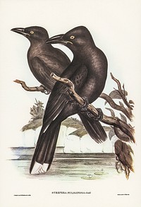 Sooty Crow-Shrike (Strepera fuliginose) illustrated by Elizabeth Gould (1804&ndash;1841) for John Gould&rsquo;s (1804-1881) Birds of Australia (1972 Edition, 8 volumes). Digitally enhanced from our own facsimile book (1972 Edition, 8 volumes).