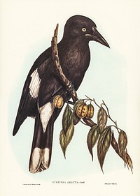 Hill Crow-Shrike (Strepera argot) illustrated by <a href="https://www.rawpixel.com/search/Elizabeth%20Gould?&amp;page=1">Elizabeth Gould </a>(1804&ndash;1841) for <a href="https://www.rawpixel.com/search/John%20Gould?">John Gould</a>&rsquo;s (1804-1881) Birds of Australia (1972 Edition, 8 volumes). Digitally enhanced from our own facsimile book (1972 Edition, 8 volumes).