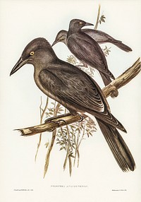 Grey Crow-Shrike (Strepera Anaphonensis) illustrated by Elizabeth Gould (1804&ndash;1841) for John Gould&rsquo;s (1804-1881) Birds of Australia (1972 Edition, 8 volumes). Digitally enhanced from our own facsimile book (1972 Edition, 8 volumes).