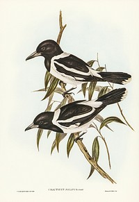 Pied Crow-Shrike (Cracticus picatus) illustrated by <a href="https://www.rawpixel.com/search/Elizabeth%20Gould?&amp;page=1">Elizabeth Gould</a> (1804&ndash;1841) for <a href="https://www.rawpixel.com/search/John%20Gould?">John Gould&rsquo;</a>s (1804-1881) Birds of Australia (1972 Edition, 8 volumes). Digitally enhanced from our own facsimile book (1972 Edition, 8 volumes).