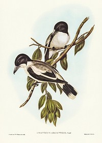 Silvery-backed Butcher-Bird (Cracticus argenteus) illustrated by <a href="https://www.rawpixel.com/search/Elizabeth%20Gould?&amp;page=1">Elizabeth Gould</a> (1804&ndash;1841) for <a href="https://www.rawpixel.com/search/John%20Gould?">John Gould</a>&rsquo;s (1804-1881) Birds of Australia (1972 Edition, 8 volumes). Digitally enhanced from our own facsimile book (1972 Edition, 8 volumes).