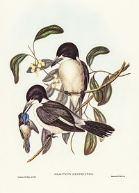 Butcher-Bird (Cracticus destructor) illustrated by Elizabeth Gould (1804&ndash;1841) for John Gould&rsquo;s (1804-1881) Birds of Australia (1972 Edition, 8 volumes). Digitally enhanced from our own facsimile book (1972 Edition, 8 volumes).