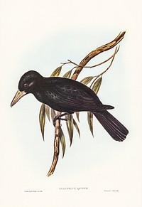 Quoy&rsquo;s Crow-Shrike (Cracticus Quoyii) illustrated by Elizabeth Gould (1804&ndash;1841) for John Gould&rsquo;s (1804-1881) Birds of Australia (1972 Edition, 8 volumes). Digitally enhanced from our own facsimile book (1972 Edition, 8 volumes).