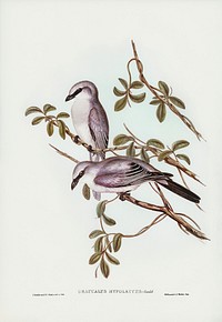 White-bellied Graucalus (Graucalus hypoleucus) illustrated by Elizabeth Gould (1804&ndash;1841) for John Gould&rsquo;s (1804-1881) Birds of Australia (1972 Edition, 8 volumes). Digitally enhanced from our own facsimile book (1972 Edition, 8 volumes).