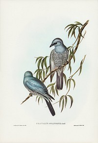Swainson&rsquo;s Graucalus (Graucalus Swainsonii) illustrated by <a href="https://www.rawpixel.com/search/Elizabeth%20Gould?&amp;page=1">Elizabeth Gould</a> (1804&ndash;1841) for <a href="https://www.rawpixel.com/search/John%20Gould?">John Gould</a>&rsquo;s (1804-1881) Birds of Australia (1972 Edition, 8 volumes). Digitally enhanced from our own facsimile book (1972 Edition, 8 volumes).