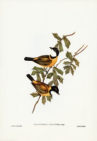 Black-tailed Pachycephala (Pachycephala melanura) illustrated by <a href="https://www.rawpixel.com/search/Elizabeth%20Gould?&amp;page=1">Elizabeth Gould </a>(1804&ndash;1841) for <a href="https://www.rawpixel.com/search/John%20Gould?">John Gould</a>&rsquo;s (1804-1881) Birds of Australia (1972 Edition, 8 volumes). Digitally enhanced from our own facsimile book (1972 Edition, 8 volumes).