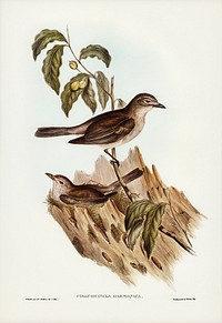 Harmonious Colluricincla (Colluricincla harmonica) illustrated by <a href="https://www.rawpixel.com/search/Elizabeth%20Gould?&amp;page=1">Elizabeth Gould </a>(1804&ndash;1841) for <a href="https://www.rawpixel.com/search/John%20Gould?">John Gould</a>&rsquo;s (1804-1881) Birds of Australia (1972 Edition, 8 volumes). Digitally enhanced from our own facsimile book (1972 Edition, 8 volumes).