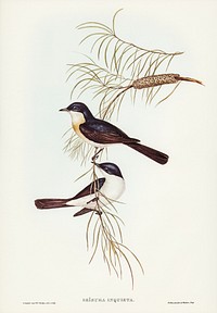 Restless Flycatcher (Seisura inquieta) illustrated by <a href="https://www.rawpixel.com/search/Elizabeth%20Gould?&amp;page=1">Elizabeth Gould</a> (1804&ndash;1841) for <a href="https://www.rawpixel.com/search/John%20Gould?">John Gould</a>&rsquo;s (1804-1881) Birds of Australia (1972 Edition, 8 volumes). Digitally enhanced from our own facsimile book (1972 Edition, 8 volumes).
