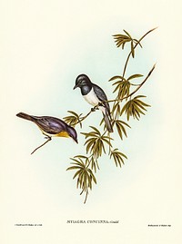 Pretty Flycatcher (Myiagra concinna) illustrated by <a href="https://www.rawpixel.com/search/Elizabeth%20Gould?&amp;page=1">Elizabeth Gould</a> (1804&ndash;1841) for <a href="https://www.rawpixel.com/search/John%20Gould?">John Gould&rsquo;</a>s (1804-1881) Birds of Australia (1972 Edition, 8 volumes). Digitally enhanced from our own facsimile book (1972 Edition, 8 volumes).