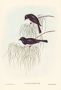 Shining Flycatcher (Myiagra nitida) illustrated by <a href="https://www.rawpixel.com/search/Elizabeth%20Gould?&amp;page=1">Elizabeth Gould</a> (1804&ndash;1841) for <a href="https://www.rawpixel.com/search/John%20Gould?">John Gould</a>&rsquo;s (1804-1881) Birds of Australia (1972 Edition, 8 volumes). Digitally enhanced from our own facsimile book (1972 Edition, 8 volumes).