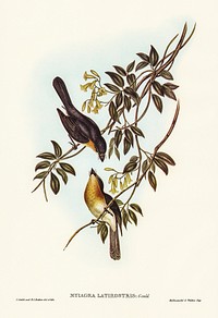 Broad-billed Flycatcher (Myiagra latirostris) illustrated by <a href="https://www.rawpixel.com/search/Elizabeth%20Gould?&amp;page=1">Elizabeth Gould</a> (1804&ndash;1841) for <a href="https://www.rawpixel.com/search/John%20Gould?">John Gould</a>&rsquo;s (1804-1881) Birds of Australia (1972 Edition, 8 volumes). Digitally enhanced from our own facsimile book (1972 Edition, 8 volumes).