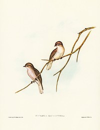 Great-winged Flycatcher (Microeca macroptera) illustrated by <a href="https://www.rawpixel.com/search/Elizabeth%20Gould?&amp;page=1">Elizabeth Gould</a> (1804&ndash;1841) for <a href="https://www.rawpixel.com/search/John%20Gould?">John Gould</a>&rsquo;s (1804-1881) Birds of Australia (1972 Edition, 8 volumes). Digitally enhanced from our own facsimile book (1972 Edition, 8 volumes).