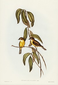 Yellow-bellied flycatcher (Microeca flavigaster) illustrated by <a href="https://www.rawpixel.com/search/Elizabeth%20Gould?&amp;page=1">Elizabeth Gould</a> (1804&ndash;1841) for <a href="https://www.rawpixel.com/search/John%20Gould?">John Gould</a>&rsquo;s (1804-1881) Birds of Australia (1972 Edition, 8 volumes). Digitally enhanced from our own facsimile book (1972 Edition, 8 volumes).