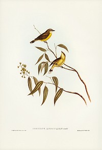 White-throated Gerygone (Gerygone albogularis) illustrated by <a href="https://www.rawpixel.com/search/Elizabeth%20Gould?&amp;page=1">Elizabeth Gould</a> (1804&ndash;1841) for <a href="https://www.rawpixel.com/search/John%20Gould?">John Gould</a>&rsquo;s (1804-1881) Birds of Australia (1972 Edition, 8 volumes). Digitally enhanced from our own facsimile book (1972 Edition, 8 volumes).