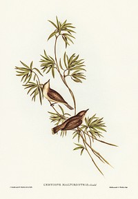 Great-billed Gerygone (Gerygone magnirostris) illustrated by Elizabeth Gould (1804–1841) for John Gould’s (1804-1881) Birds of Australia (1972 Edition, 8 volumes). Digitally enhanced from our own facsimile book (1972 Edition, 8 volumes).