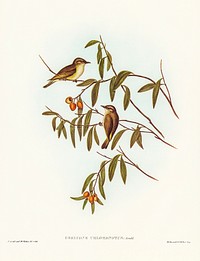Green-backed Gerygone (Gerygone chloronotus) illustrated by Elizabeth Gould (1804&ndash;1841) for John Gould&rsquo;s (1804-1881) Birds of Australia (1972 Edition, 8 volumes). Digitally enhanced from our own facsimile book (1972 Edition, 8 volumes).